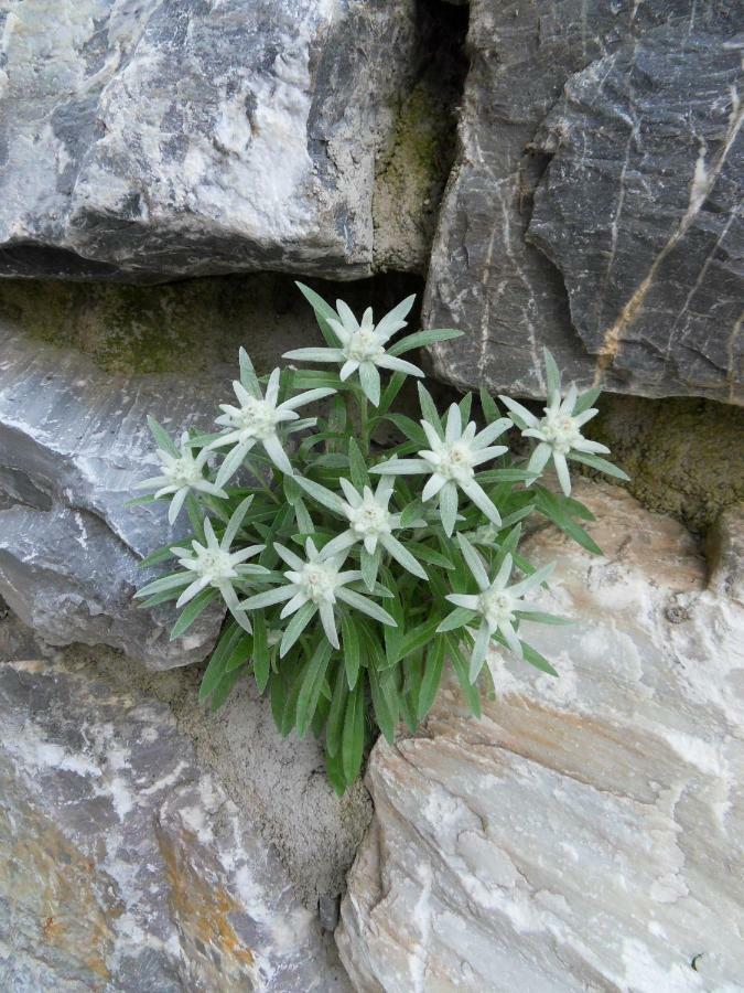 Landhaus Rieser Bad Hofgastein Zewnętrze zdjęcie